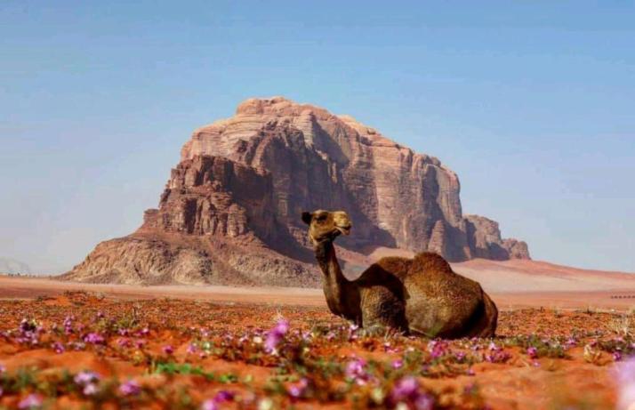 Wadi Rum Bedouin Time Dış mekan fotoğraf